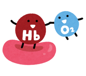 ヘモグロビン 酸素結合